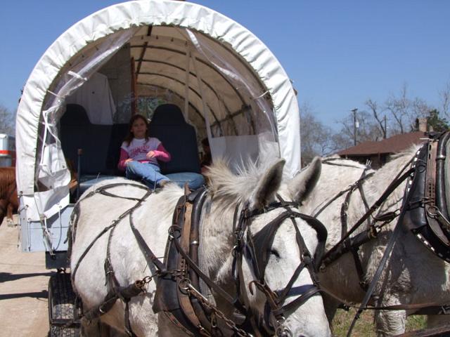 133-New Wagon Boss.jpg